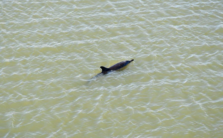 Dolfijn in haven Harlingen