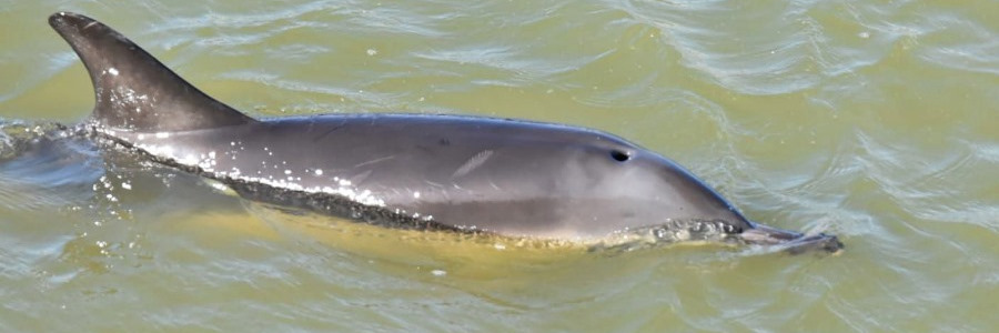 Dolfijn in haven Harlingen
