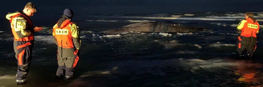 Potvis strandt op Vlieland