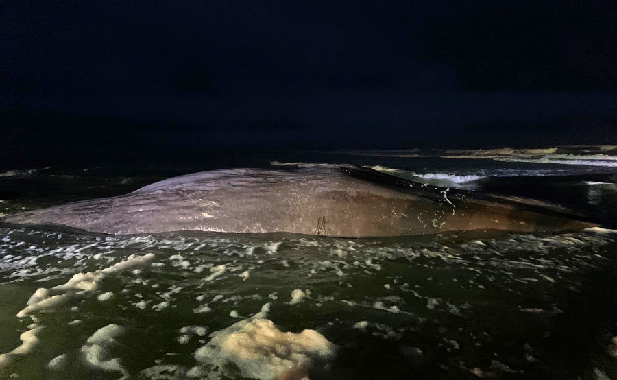 Potvis strandt op Vlieland