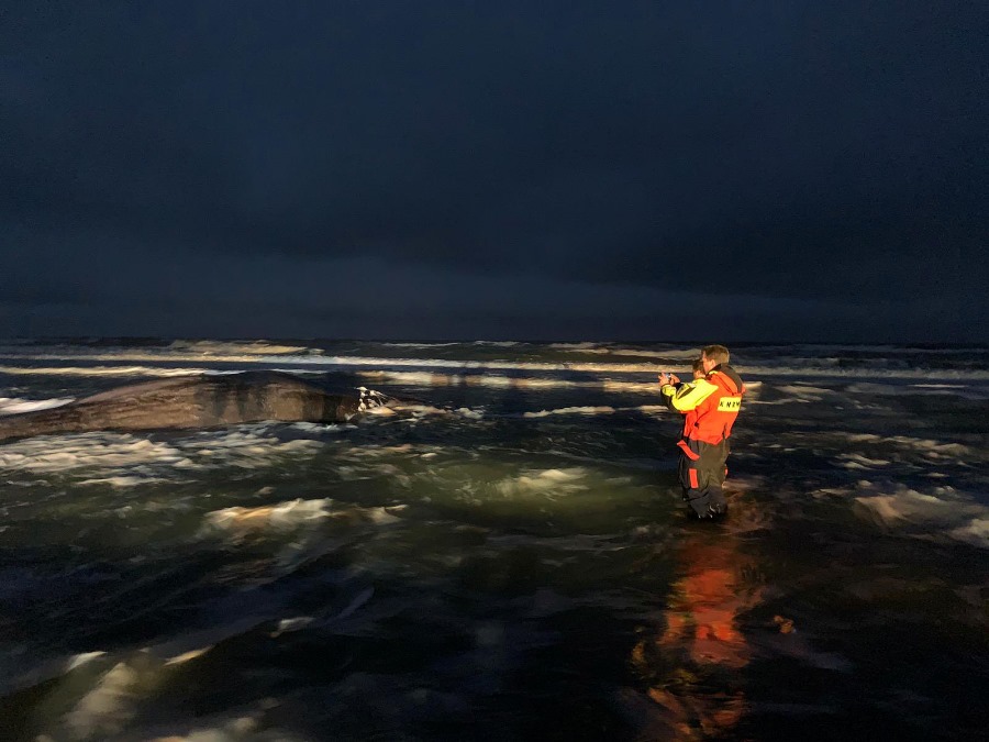 Potvis strandt op Vlieland