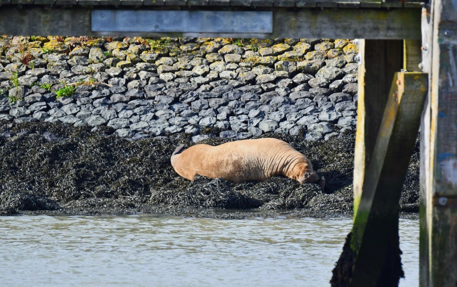 Walrus gespot in haven Harlingen